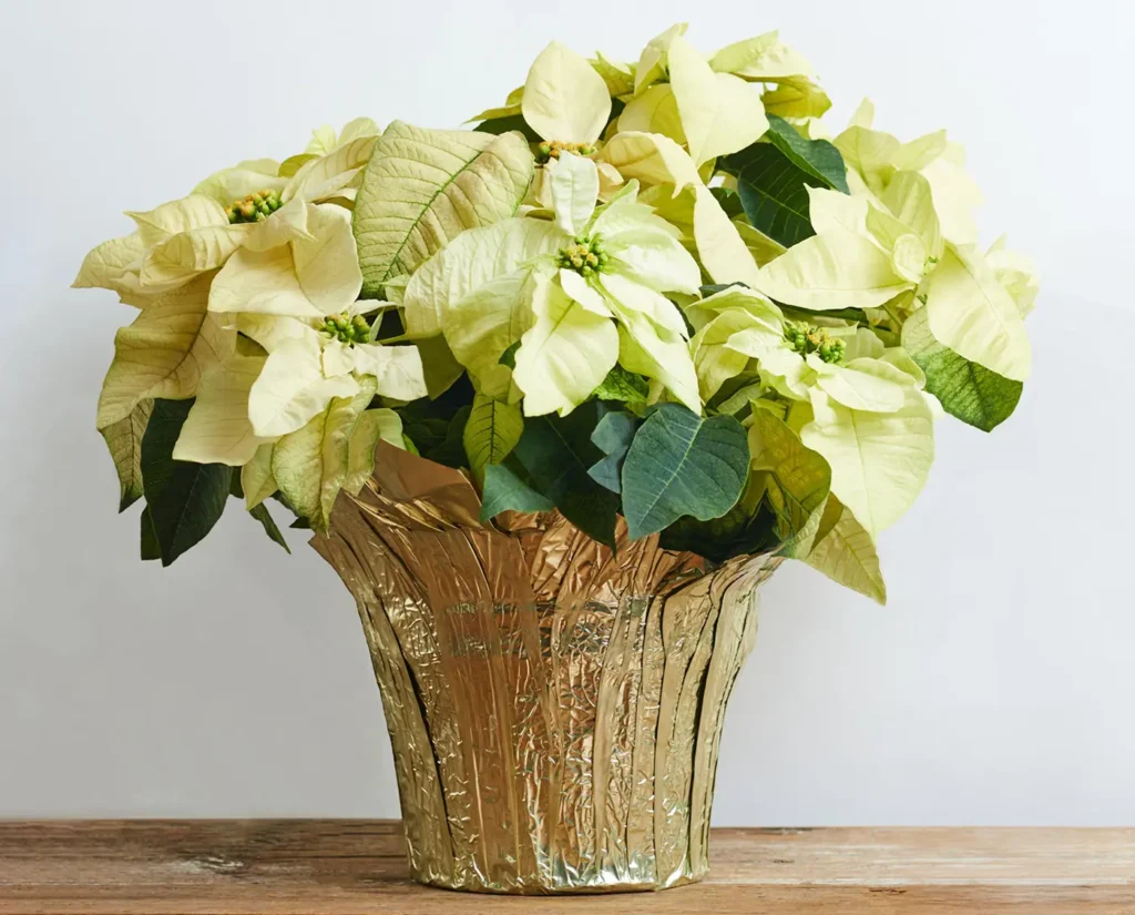 White Poinsettias