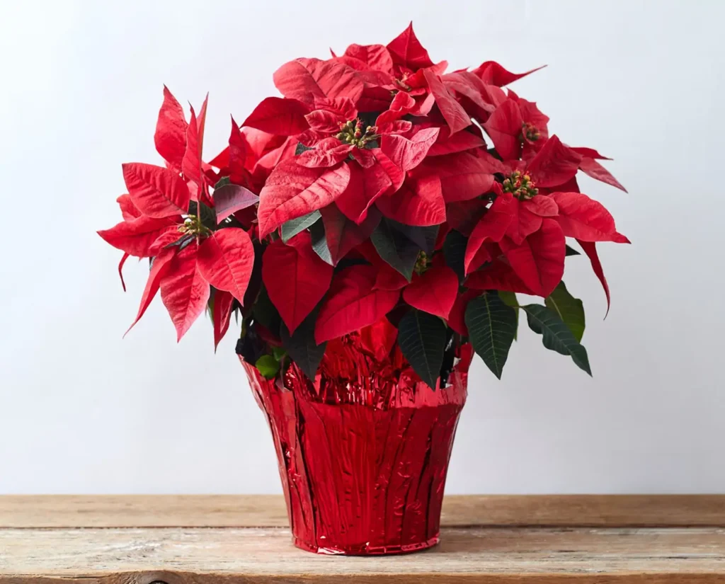 Red Poinsettias