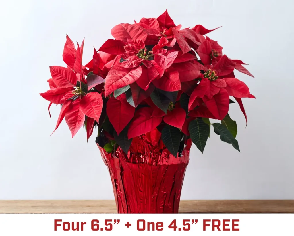 Family Decor Poinsettia Pack