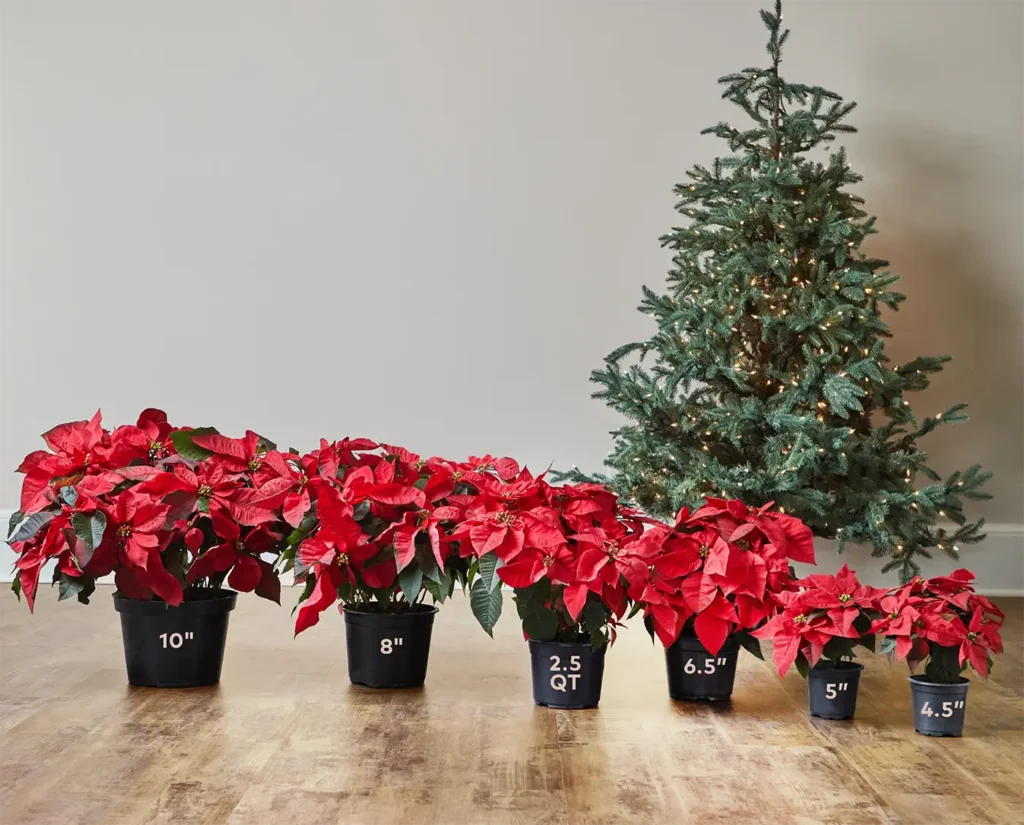 White Poinsettias - Image 2