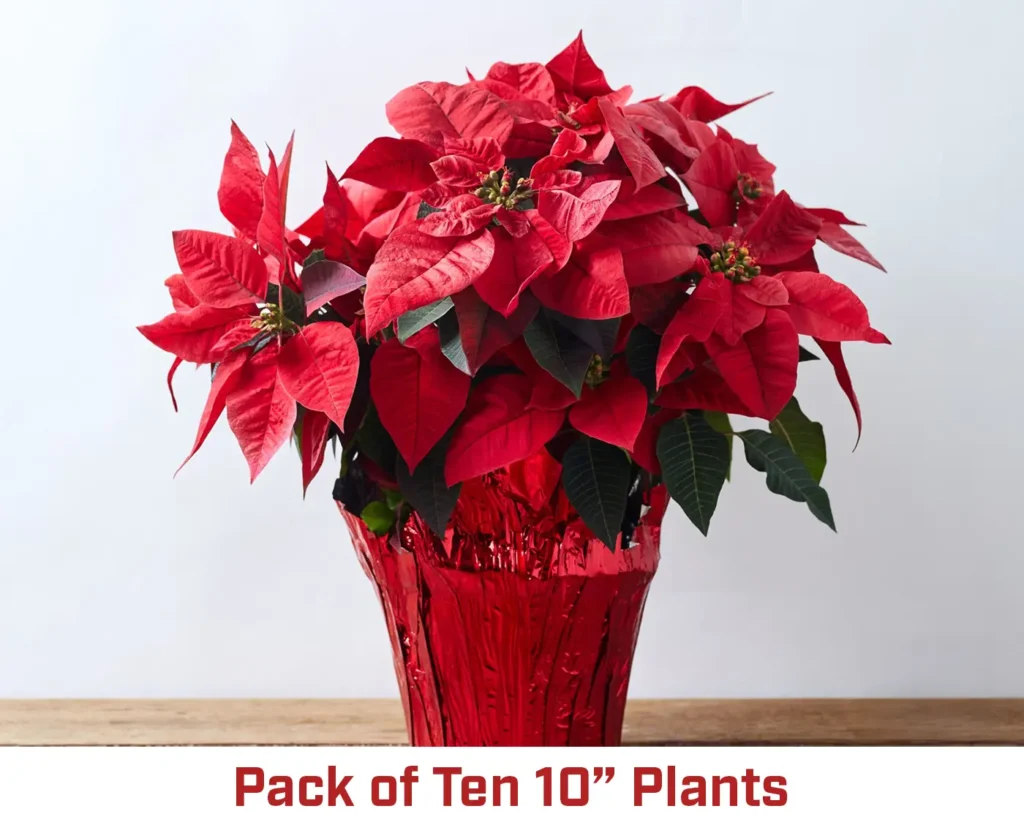 10" Poinsettia Mega Pack (10 plants)
